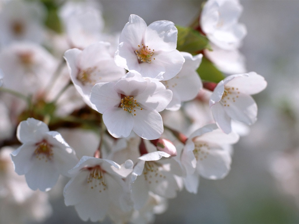 Flowers close-up (12) #5 - 1024x768