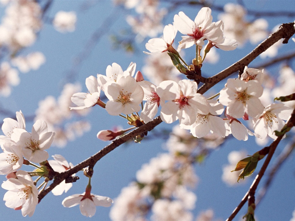 Flowers close-up (12) #6 - 1024x768