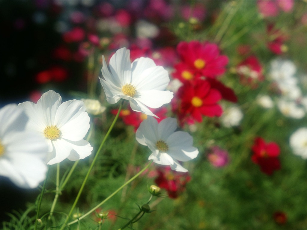 Flowers close-up (12) #11 - 1024x768