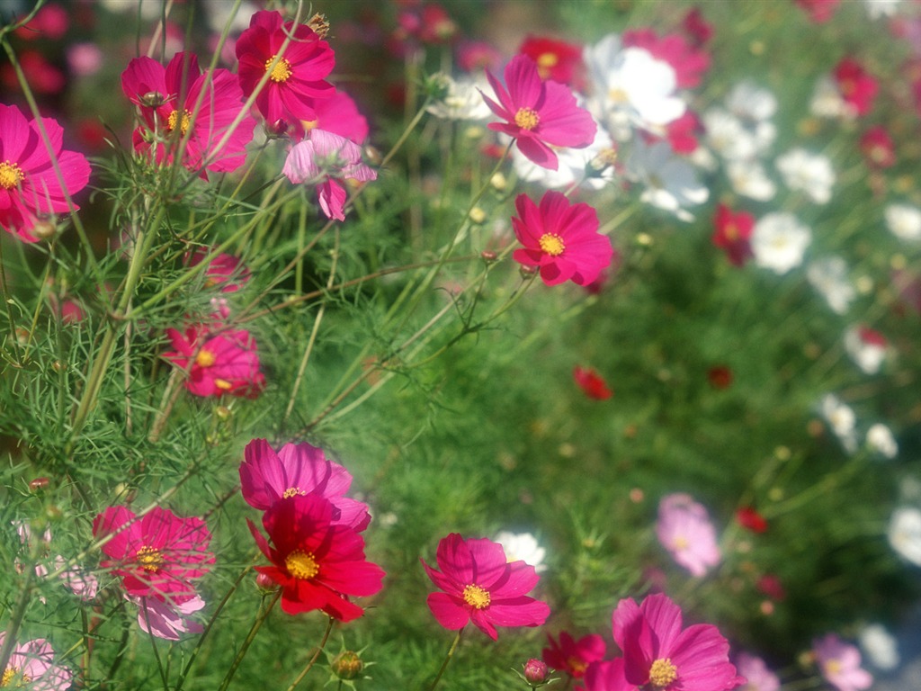 Flowers close-up (12) #12 - 1024x768