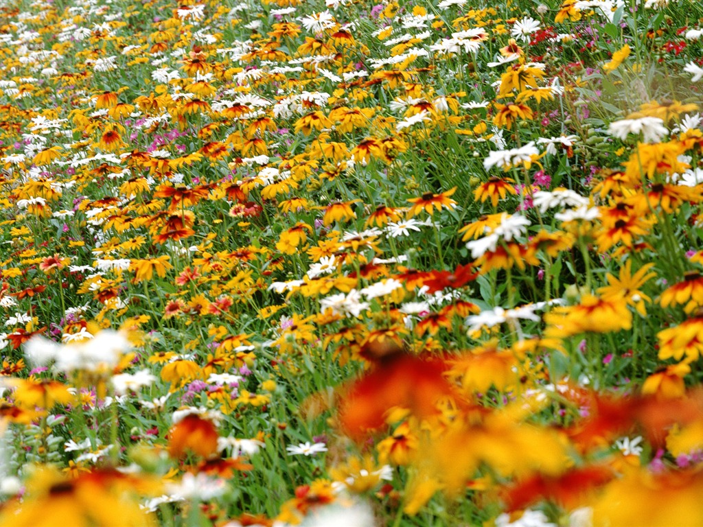 Flowers close-up (12) #13 - 1024x768