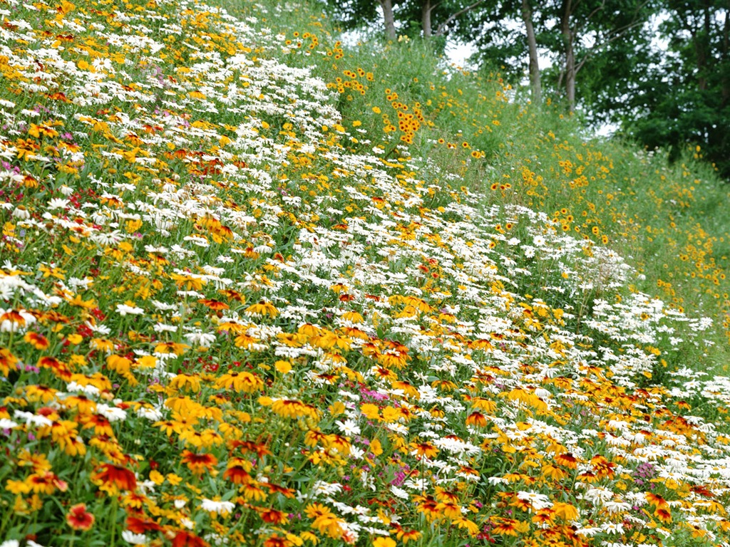 Flowers close-up (12) #14 - 1024x768