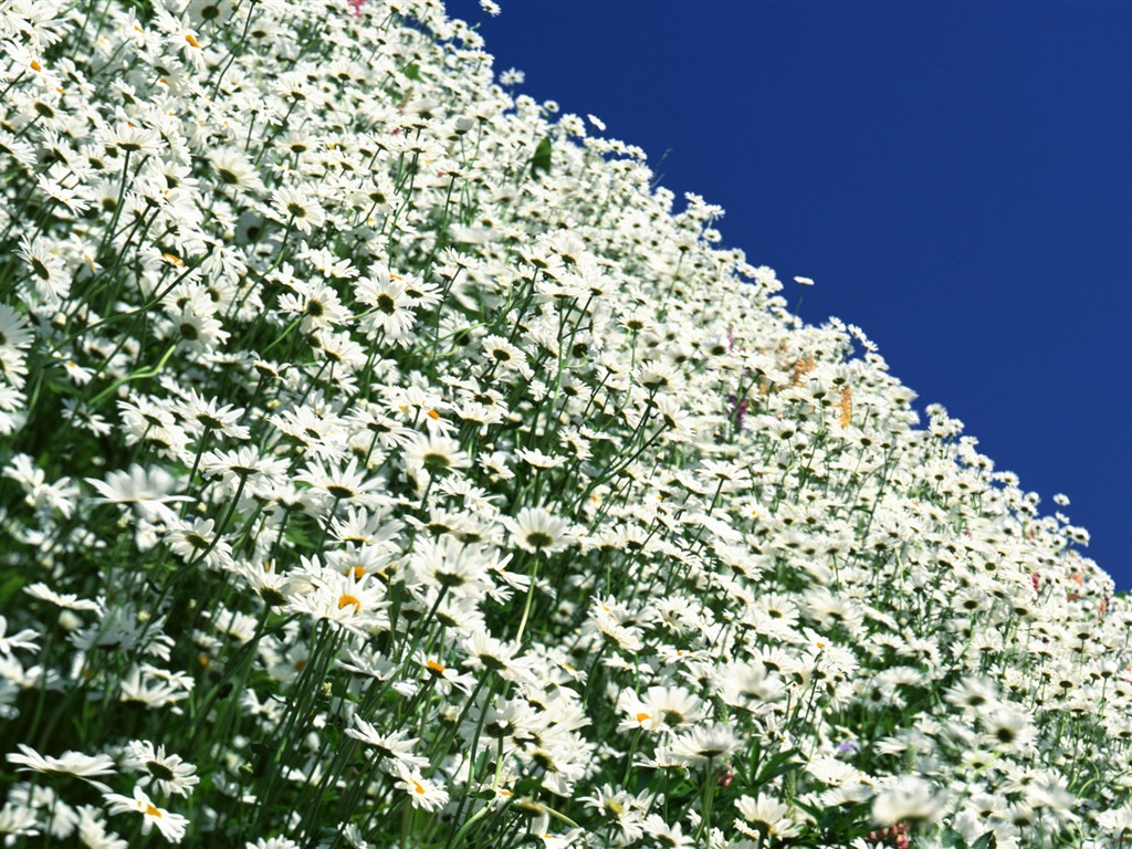 Flowers close-up (12) #15 - 1024x768