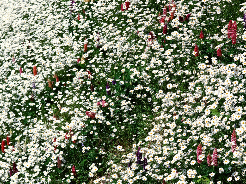Flowers close-up (12) #16 - 1024x768