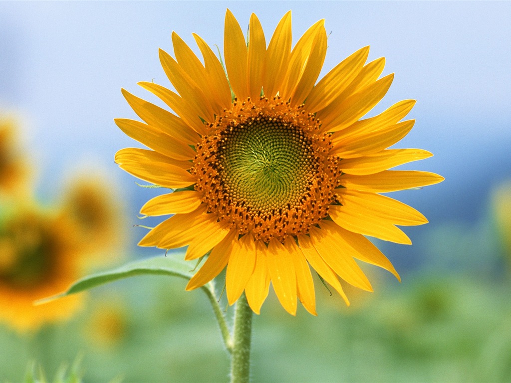 鮮花特寫(12) #20 - 1024x768