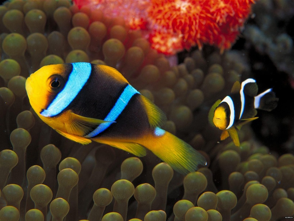 Colorful tropical fish wallpaper albums #13 - 1024x768