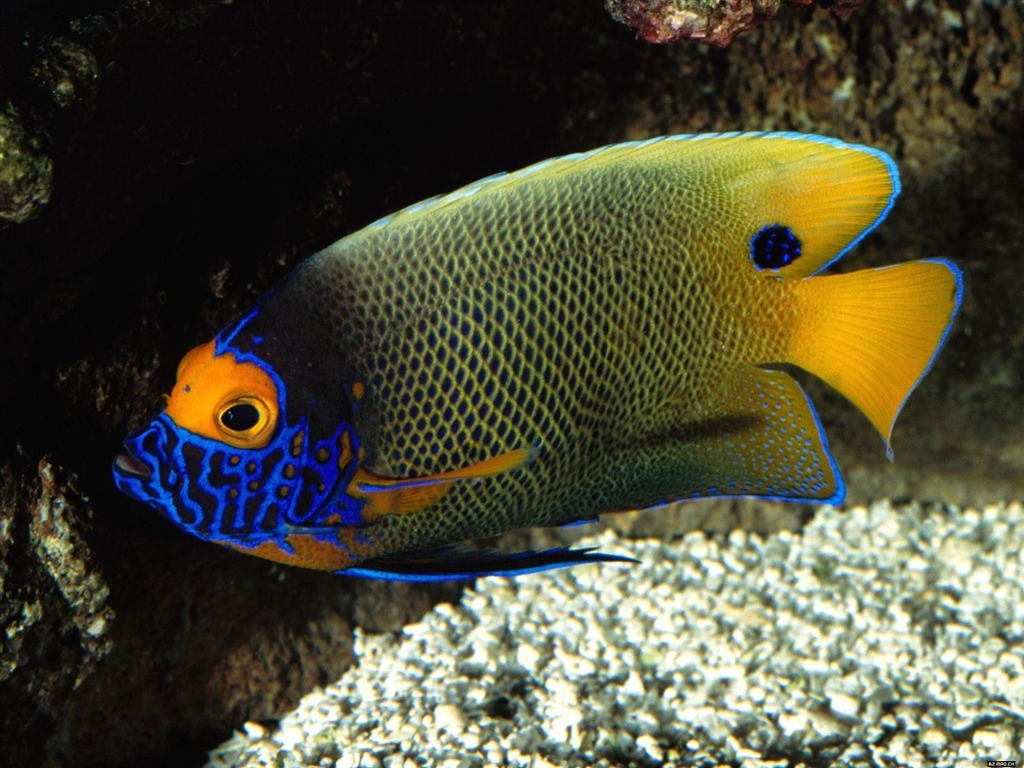 Colorful tropical fish wallpaper albums #21 - 1024x768