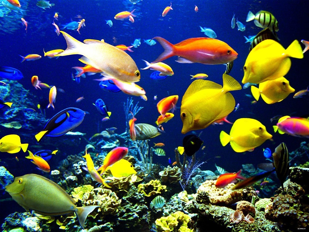 Colorful tropical fish wallpaper albums #23 - 1024x768