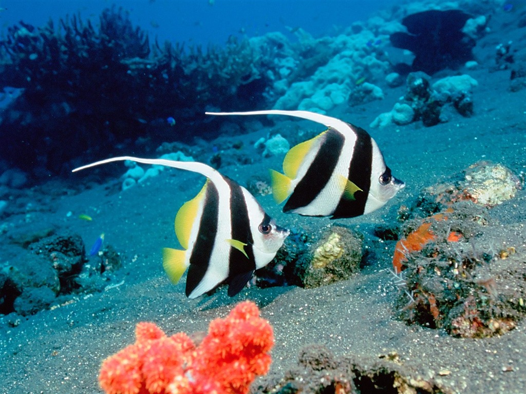 Álbumes coloridos fondos de escritorio de peces tropicales #26 - 1024x768