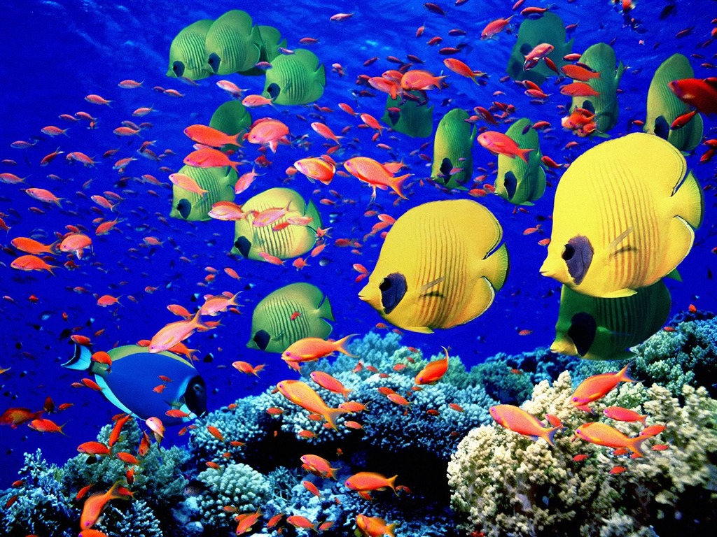 Colorful tropical fish wallpaper albums #27 - 1024x768