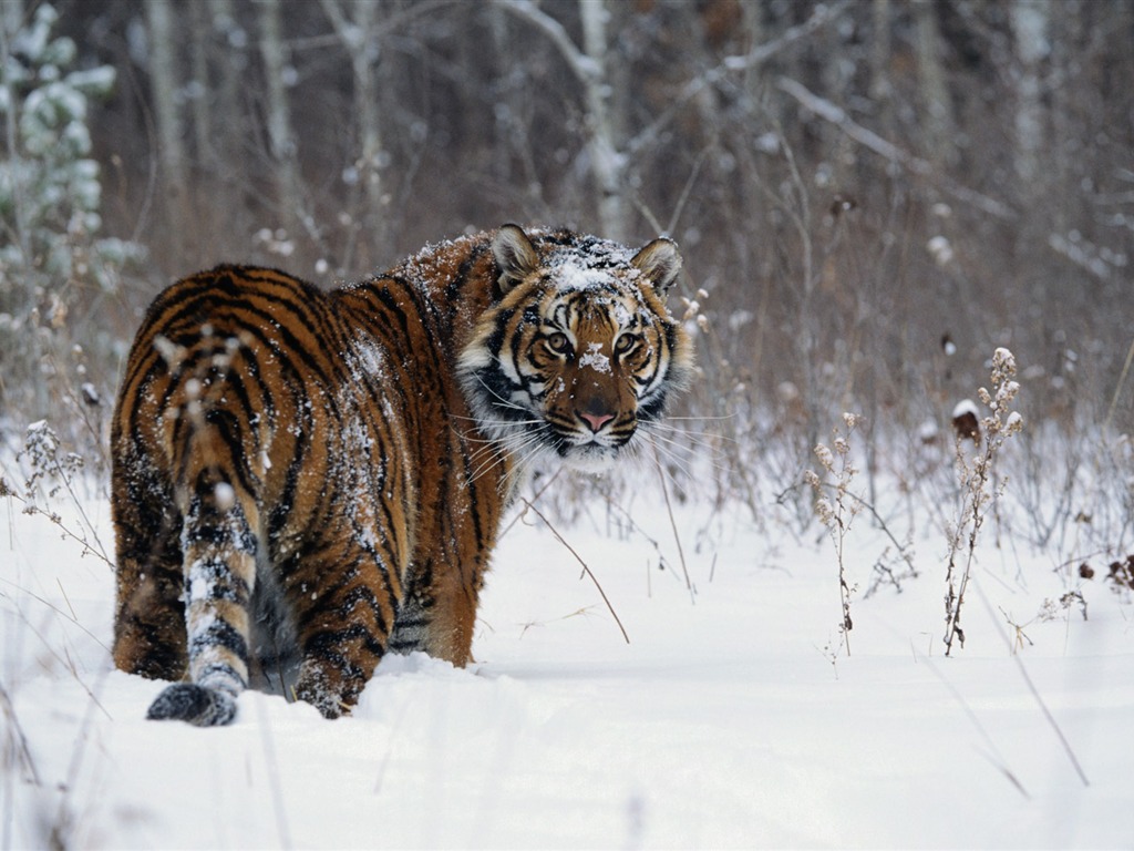 動物寬屏壁紙合集(一) #5 - 1024x768