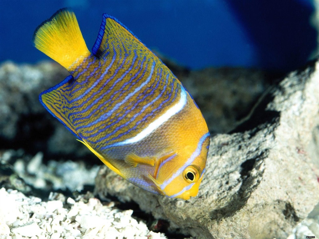 炫彩熱帶魚壁紙專輯 #4 - 1024x768