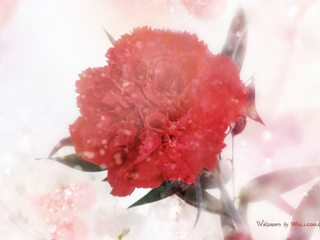 Mother's Day of the carnation wallpaper albums #41 - 1024x768