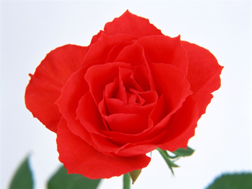 鮮花特寫(13) #5 - 1024x768