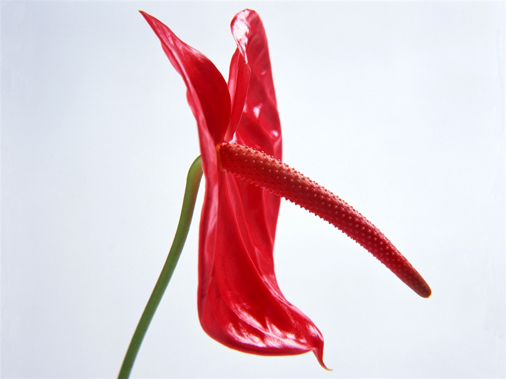 Flowers close-up (15) #6 - 1024x768