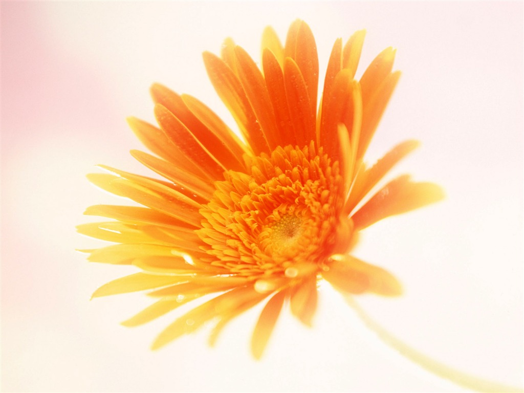 鮮花特寫(15) #16 - 1024x768