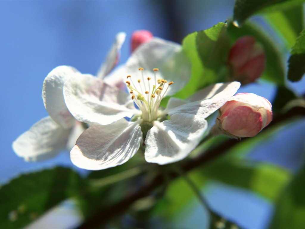 Flowers close-up (16) #1 - 1024x768