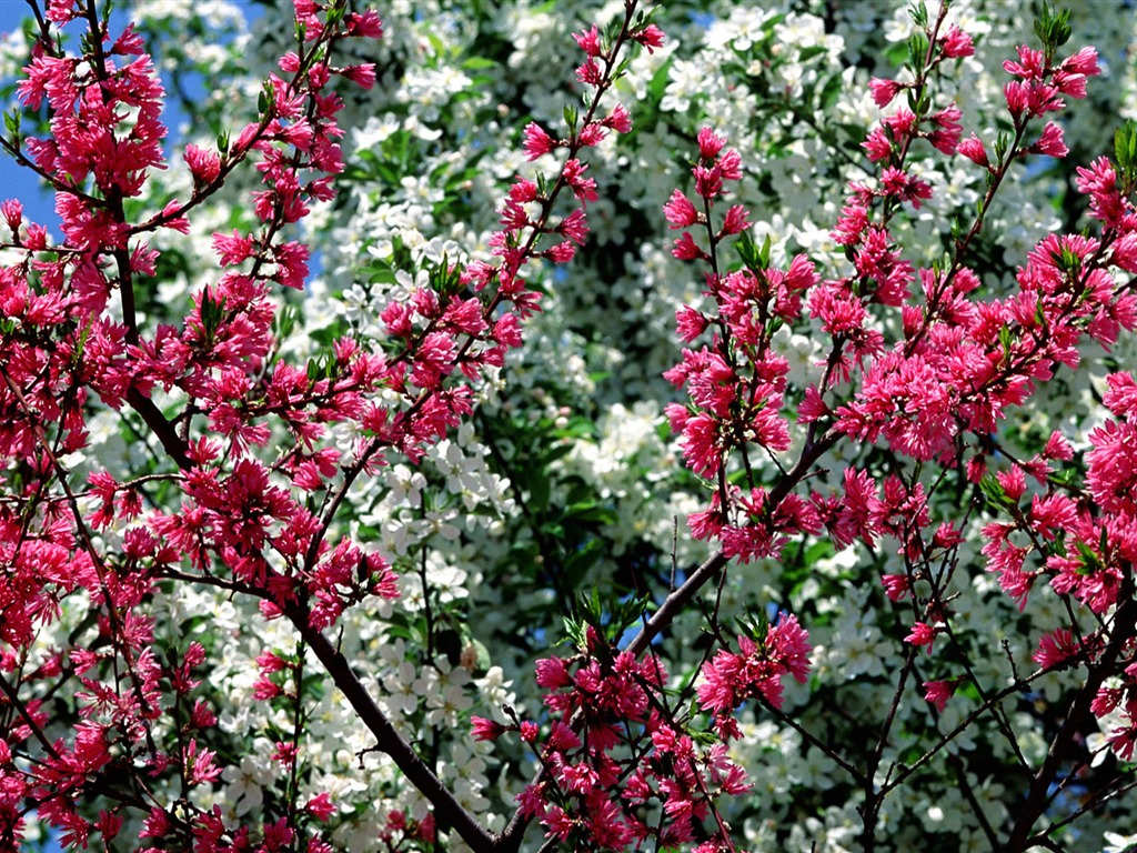 Flowers close-up (16) #2 - 1024x768