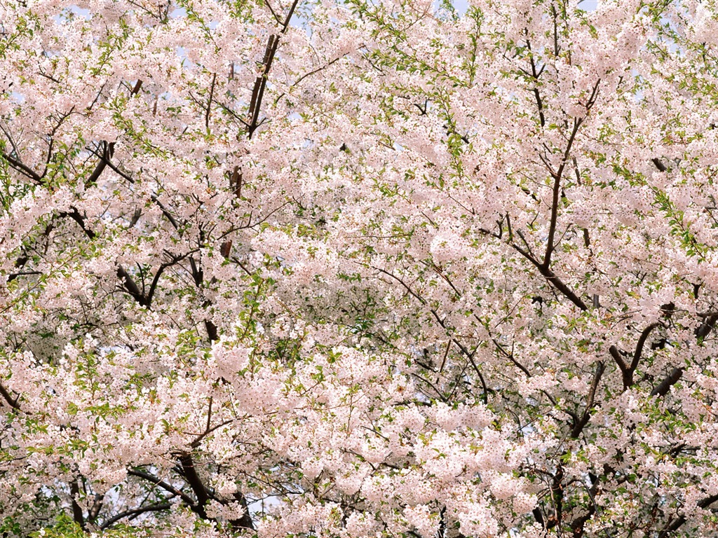 鮮花特寫(16) #4 - 1024x768