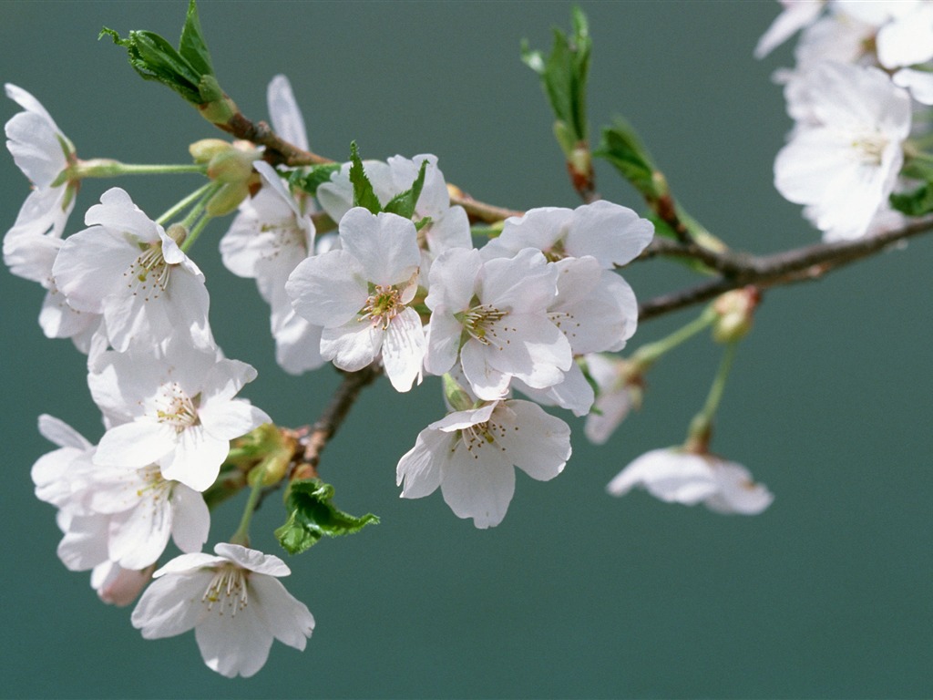 Flowers close-up (16) #5 - 1024x768