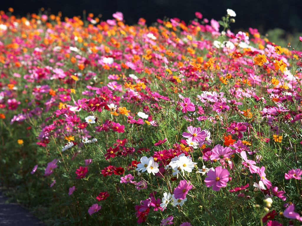 Flowers close-up (16) #7 - 1024x768