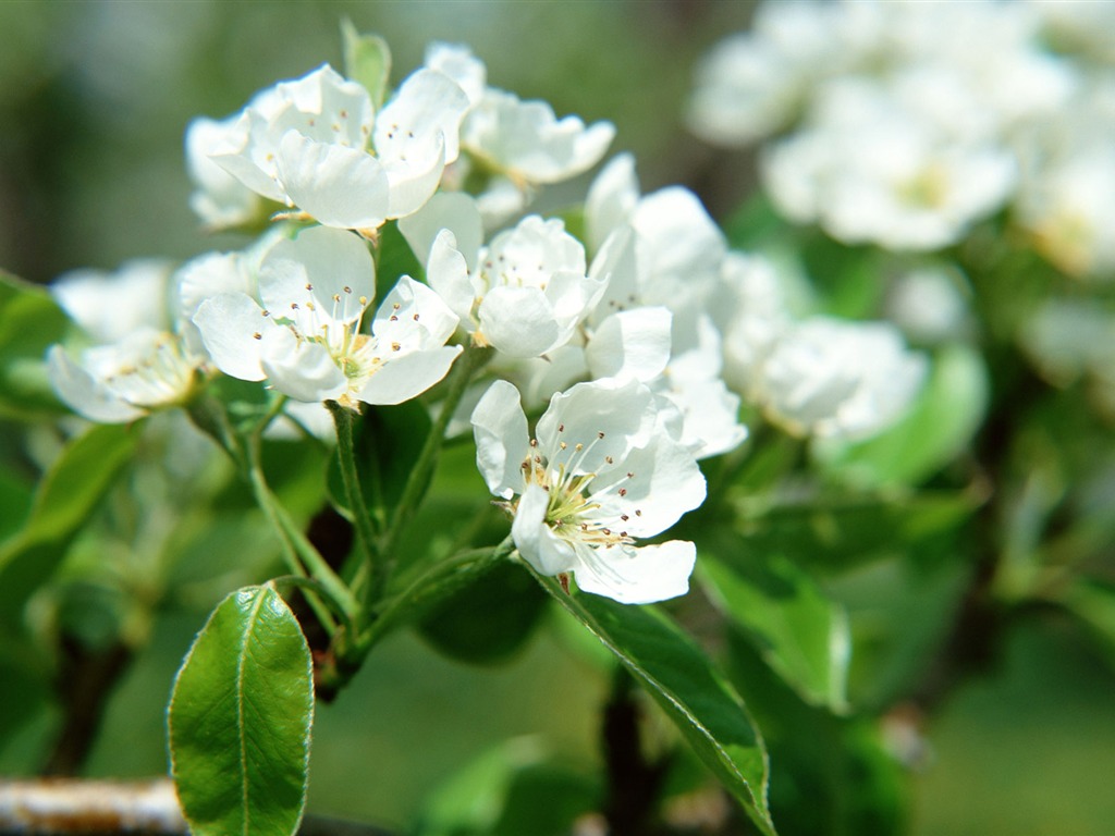 Flowers close-up (16) #8 - 1024x768