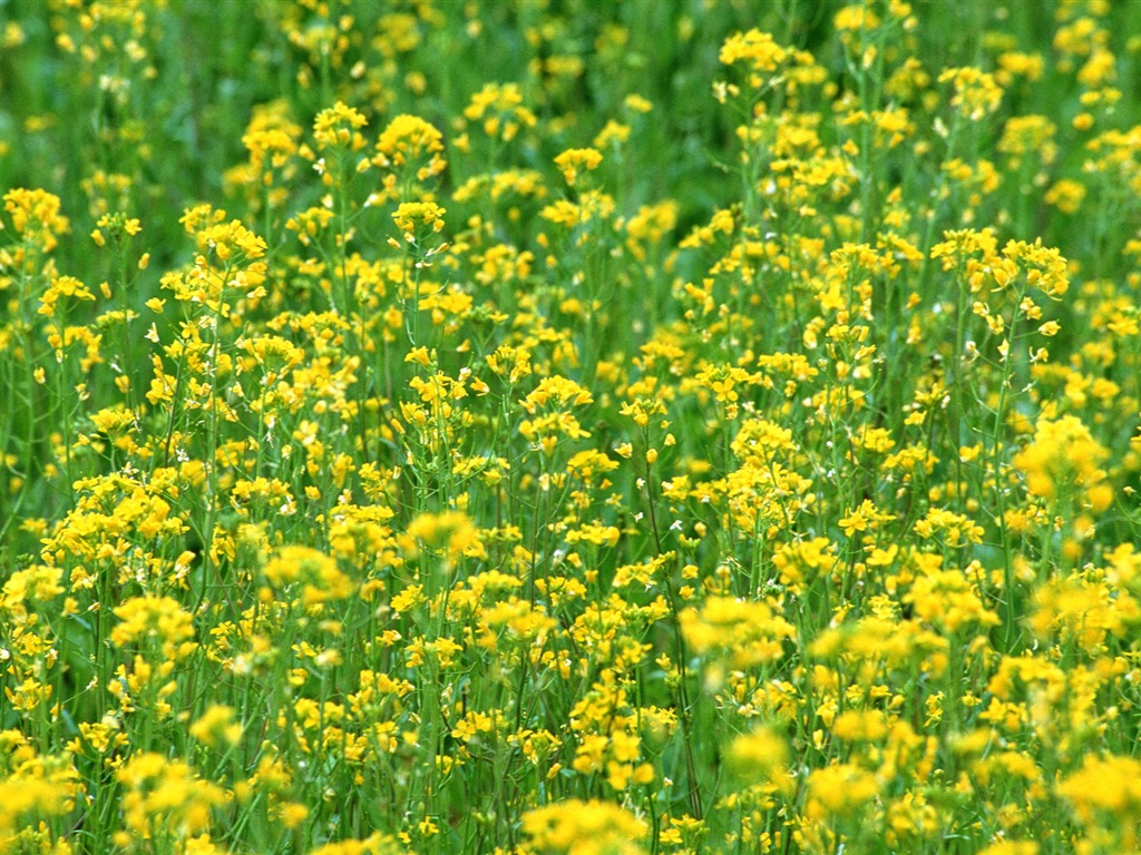 Flowers close-up (16) #9 - 1024x768