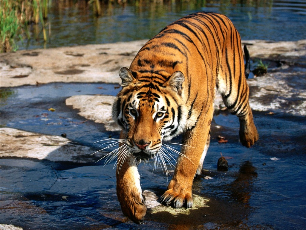 Tiger Foto tapety (3) #2 - 1024x768