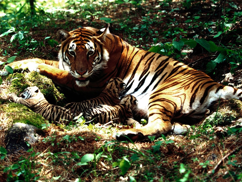 Tiger Foto tapety (3) #8 - 1024x768