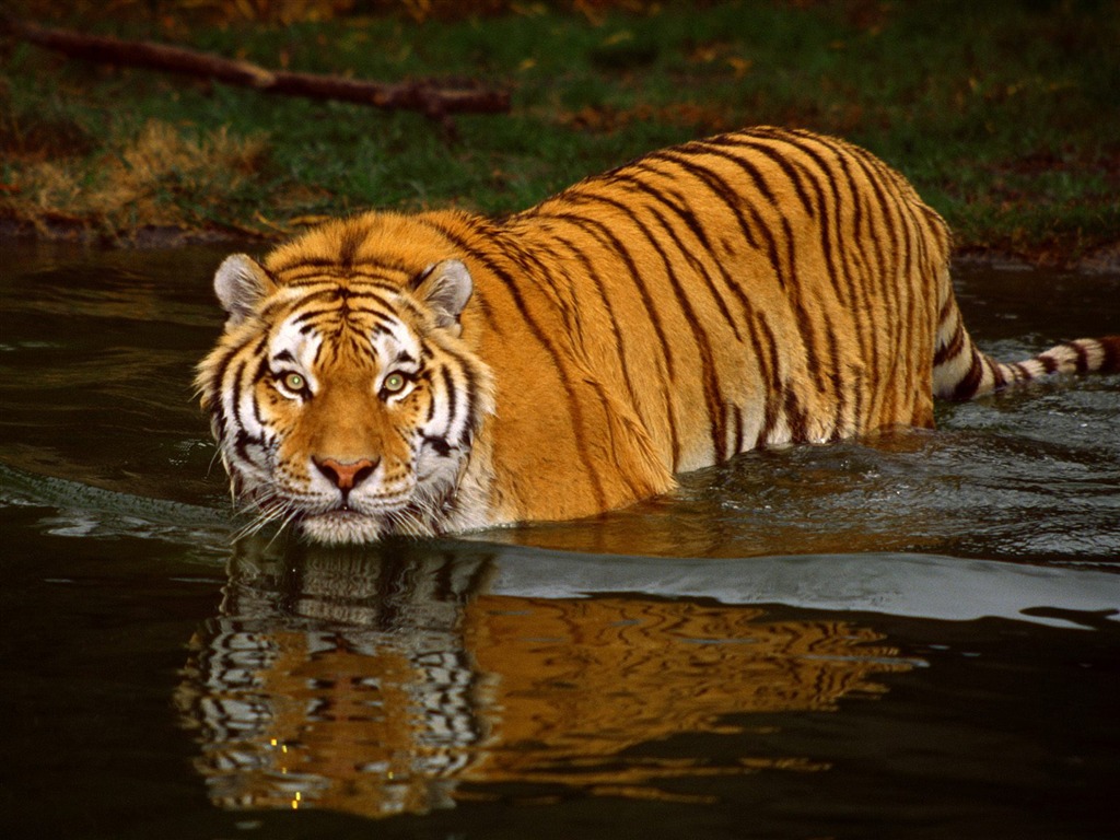 Tiger Foto tapety (3) #17 - 1024x768