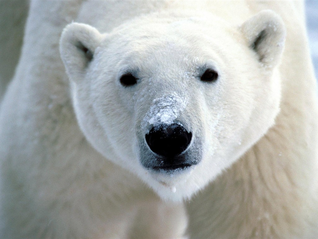 El oso polar Foto Wallpaper #1 - 1024x768
