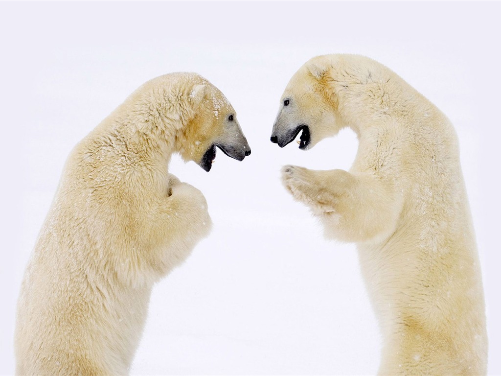 Polar Bear Photo Wallpaper #6 - 1024x768