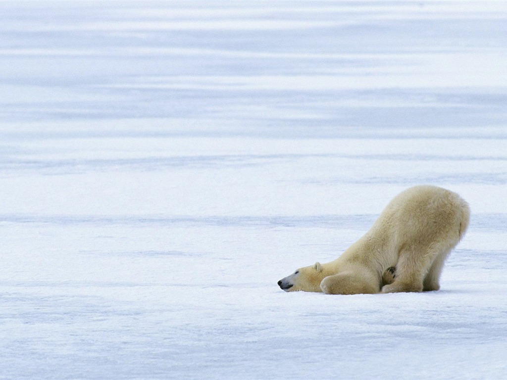 El oso polar Foto Wallpaper #9 - 1024x768