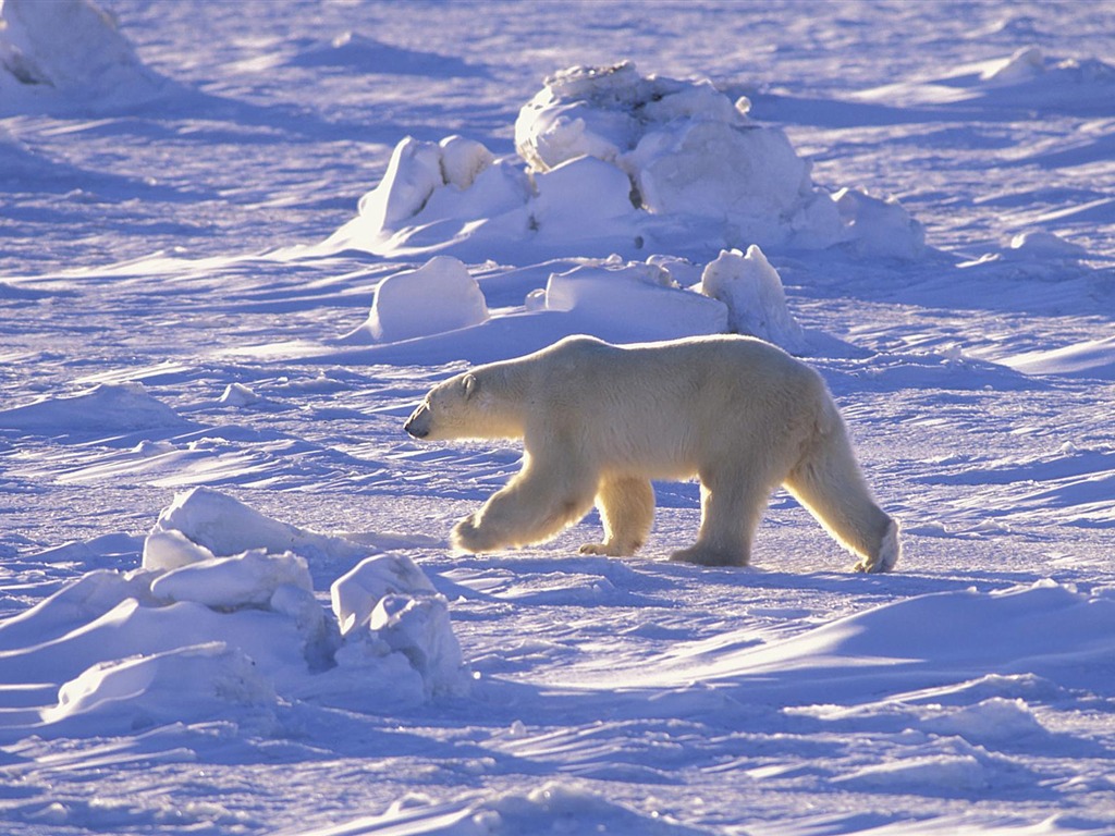 El oso polar Foto Wallpaper #15 - 1024x768