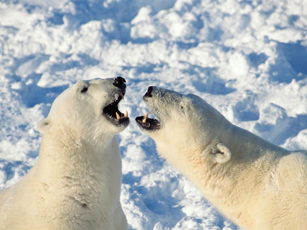 El oso polar Foto Wallpaper #20 - 1024x768