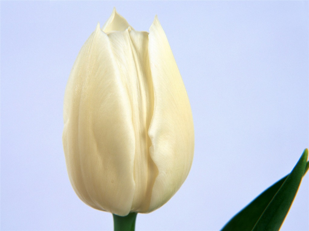 鮮花特寫(17) #18 - 1024x768