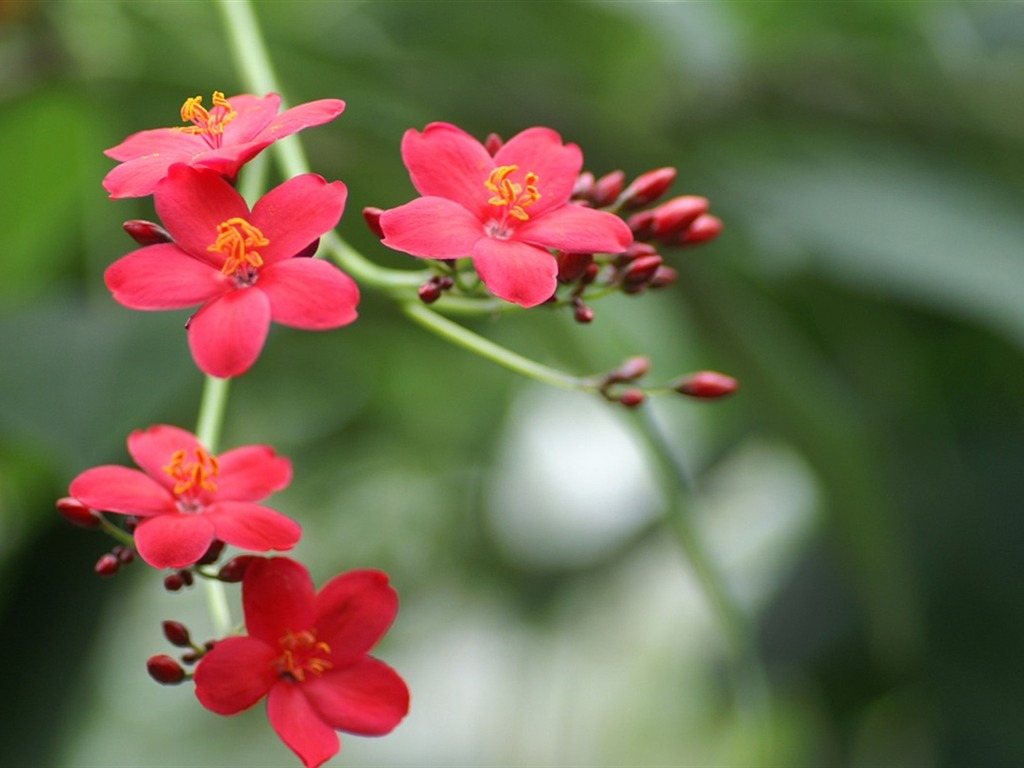 大紅大紫名花系列壁紙 #2 - 1024x768