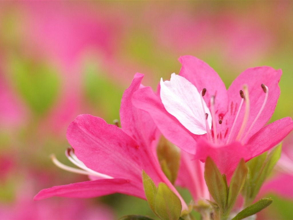 반올림 꽃 시리즈 배경 화면 #4 - 1024x768