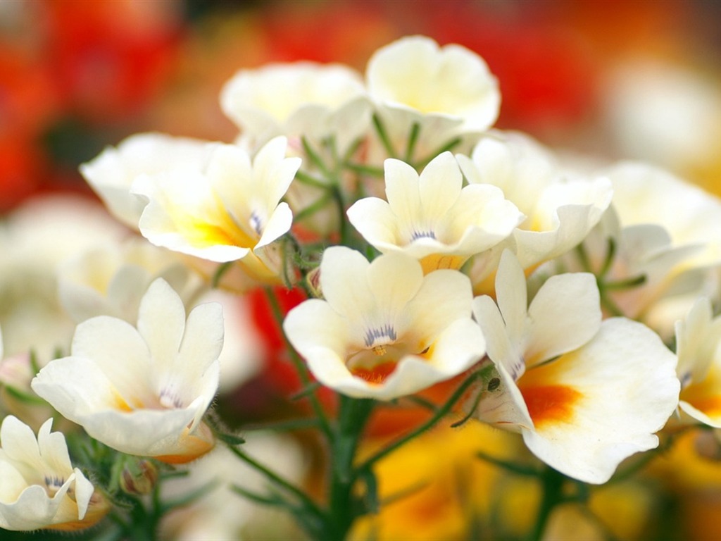 반올림 꽃 시리즈 배경 화면 #11 - 1024x768