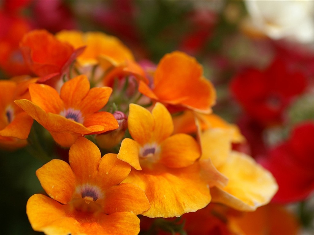 大紅大紫名花系列壁紙 #16 - 1024x768