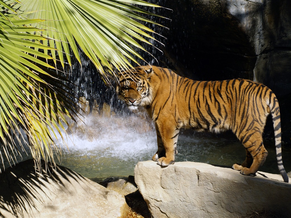 Tiger Wallpaper Foto (4) #3 - 1024x768