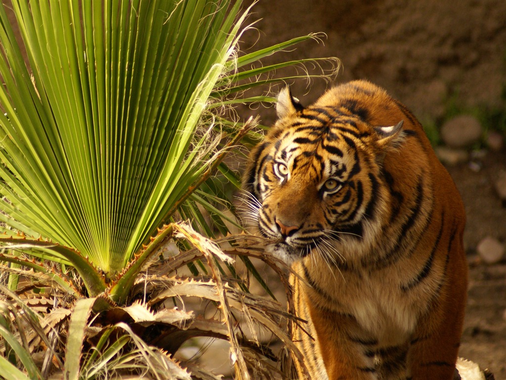 Fond d'écran Tiger Photo (4) #4 - 1024x768
