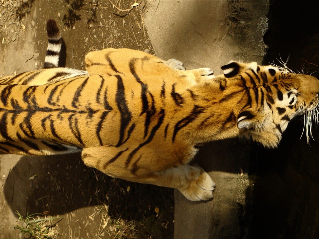 Tiger Wallpaper Foto (4) #9 - 1024x768