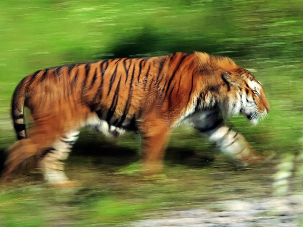 Tiger Photo Wallpaper (4) #11 - 1024x768