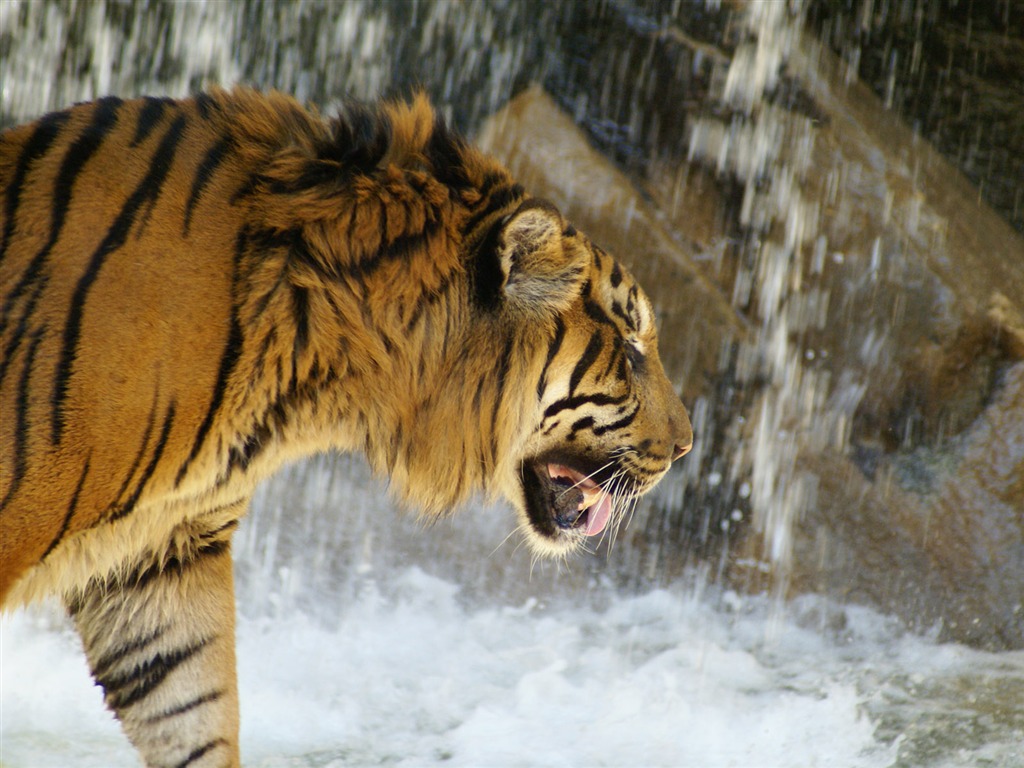 Fond d'écran Tiger Photo (4) #12 - 1024x768
