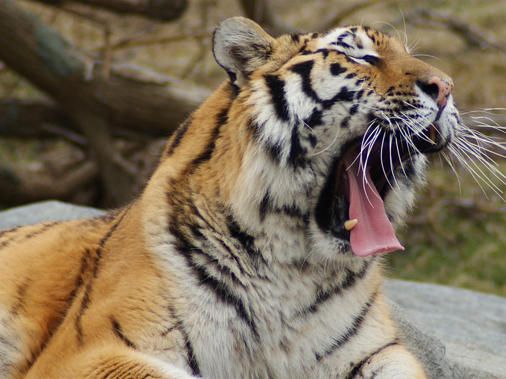 Tigre Fondos de fotos (4) #16 - 1024x768