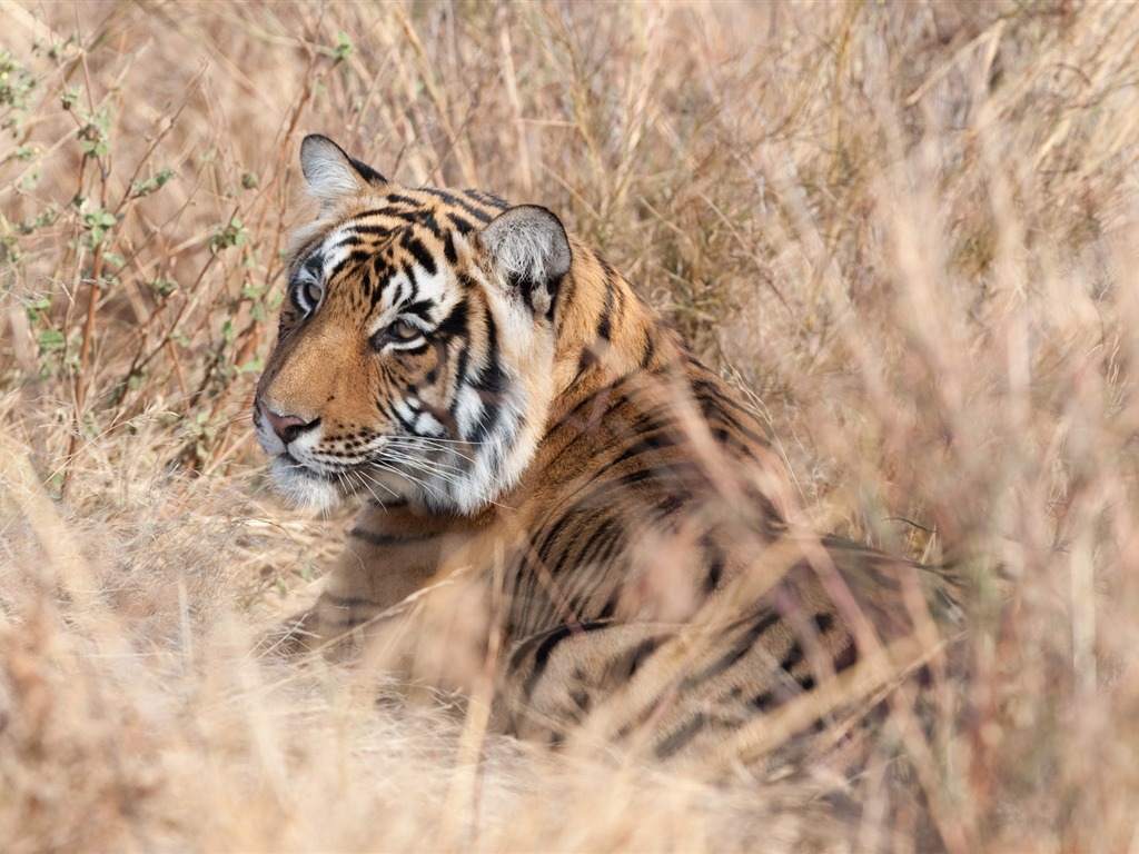 Fond d'écran Tiger Photo (4) #19 - 1024x768