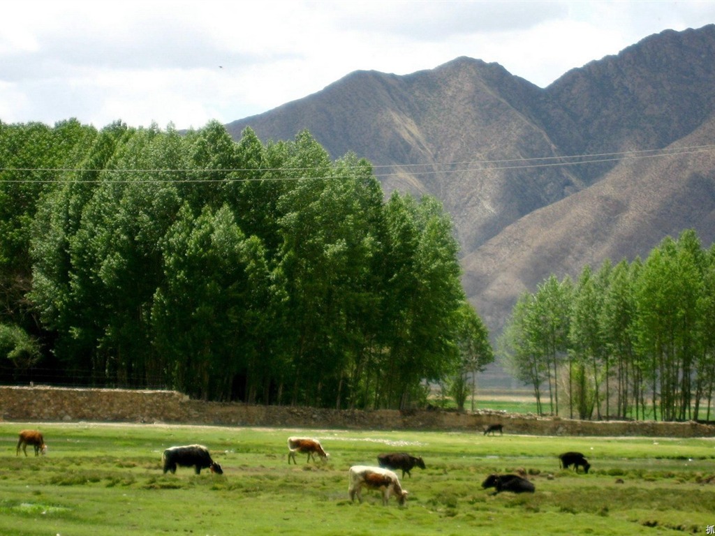 Tibet Landschaft Tapeten Alben #13 - 1024x768