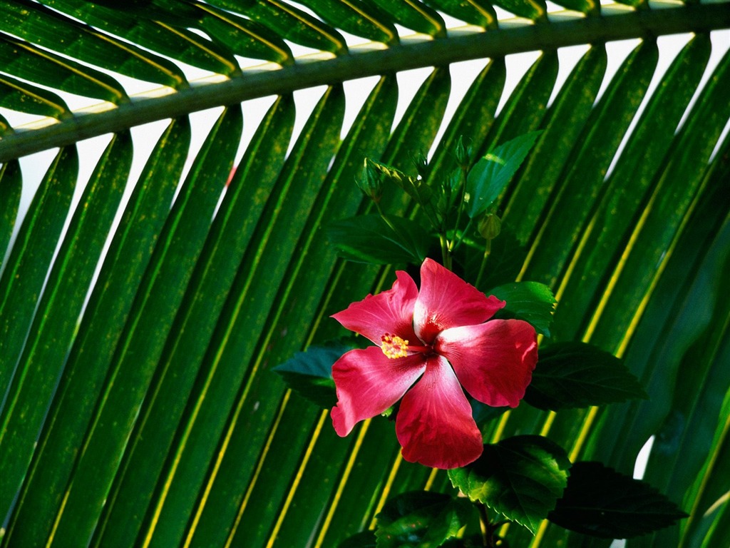 Flowers close-up (18) #3 - 1024x768