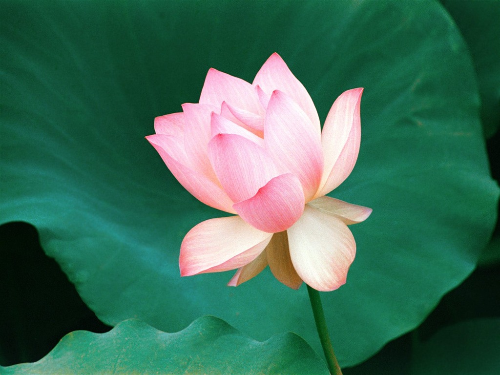 鮮花特寫(18) #6 - 1024x768